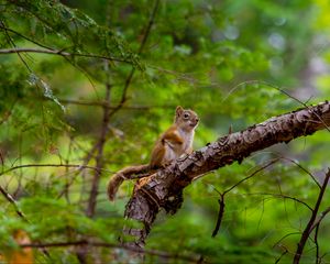 Preview wallpaper squirrel, rodent, cute, animal, branch