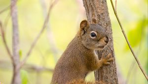 Preview wallpaper squirrel, rodent, cute, tail