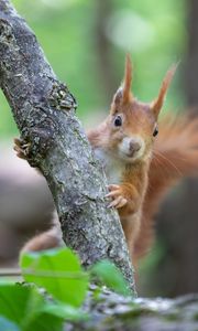 Preview wallpaper squirrel, rodent, cute, fluffy