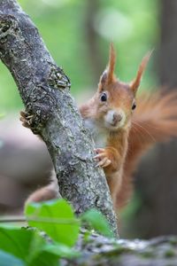 Preview wallpaper squirrel, rodent, cute, fluffy