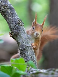 Preview wallpaper squirrel, rodent, cute, fluffy