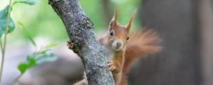 Preview wallpaper squirrel, rodent, cute, fluffy