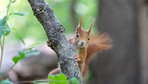 Preview wallpaper squirrel, rodent, cute, fluffy