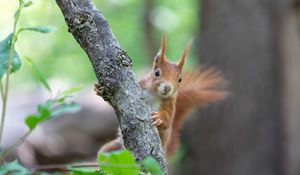 Preview wallpaper squirrel, rodent, cute, fluffy