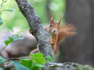 Preview wallpaper squirrel, rodent, cute, fluffy