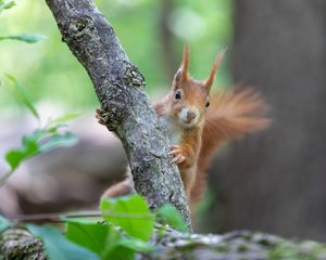 Preview wallpaper squirrel, rodent, cute, fluffy