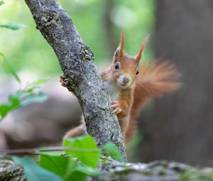 Preview wallpaper squirrel, rodent, cute, fluffy