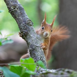 Preview wallpaper squirrel, rodent, cute, fluffy