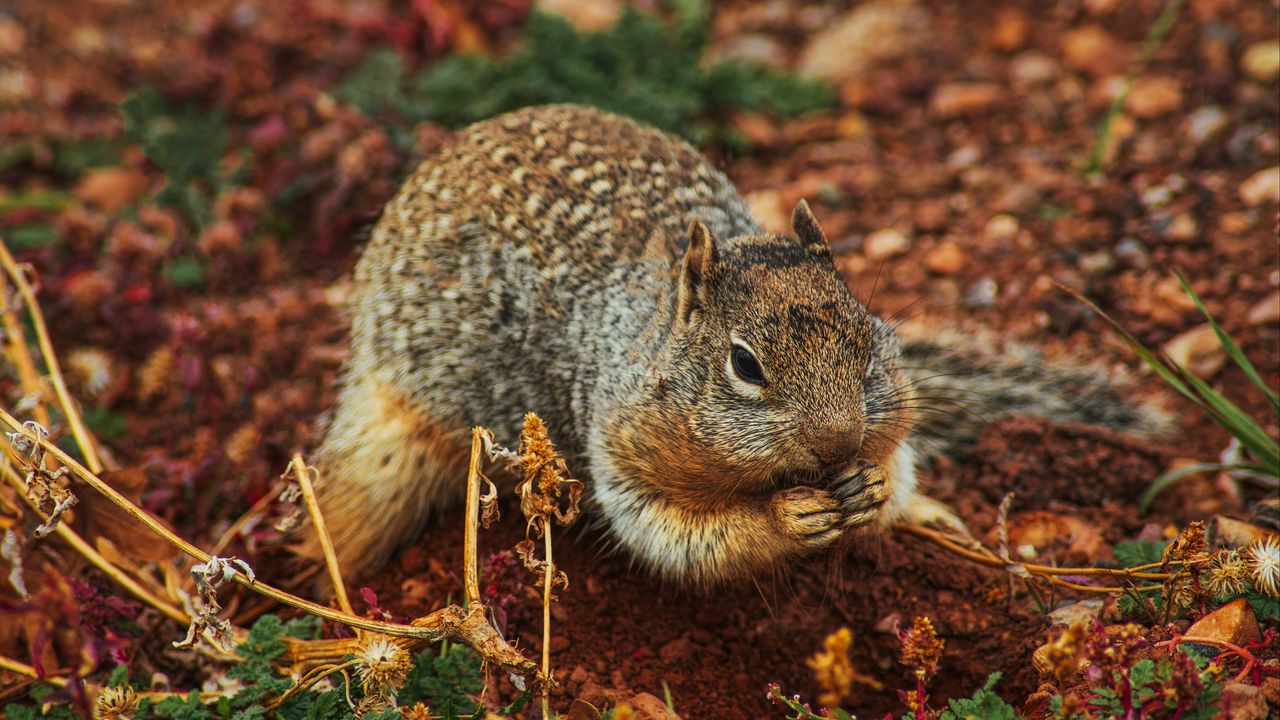 Wallpaper squirrel, rodent, earth, dig