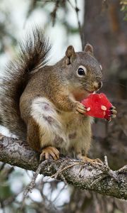 Preview wallpaper squirrel, rodent, fluffy, branch, watermelon