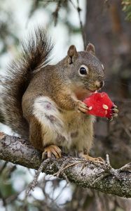 Preview wallpaper squirrel, rodent, fluffy, branch, watermelon