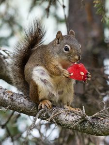 Preview wallpaper squirrel, rodent, fluffy, branch, watermelon