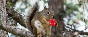 Preview wallpaper squirrel, rodent, fluffy, branch, watermelon