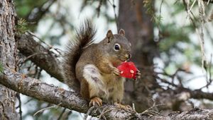 Preview wallpaper squirrel, rodent, fluffy, branch, watermelon