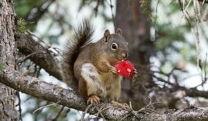 Preview wallpaper squirrel, rodent, fluffy, branch, watermelon