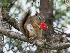 Preview wallpaper squirrel, rodent, fluffy, branch, watermelon