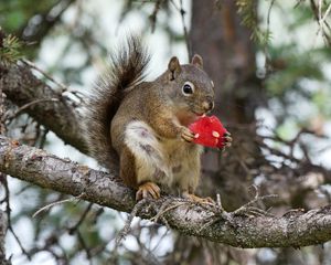 Preview wallpaper squirrel, rodent, fluffy, branch, watermelon