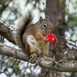 Preview wallpaper squirrel, rodent, fluffy, branch, watermelon