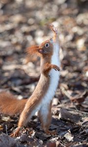 Preview wallpaper squirrel, rodent, funny, paws, animal