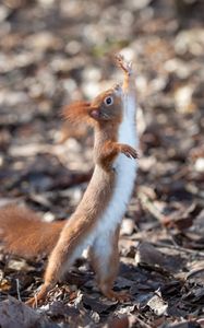 Preview wallpaper squirrel, rodent, funny, paws, animal