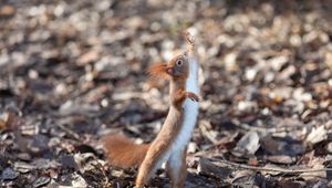 Preview wallpaper squirrel, rodent, funny, paws, animal