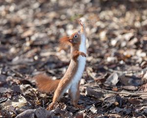 Preview wallpaper squirrel, rodent, funny, paws, animal