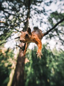 Preview wallpaper squirrel, rodent, funny, paws, jump