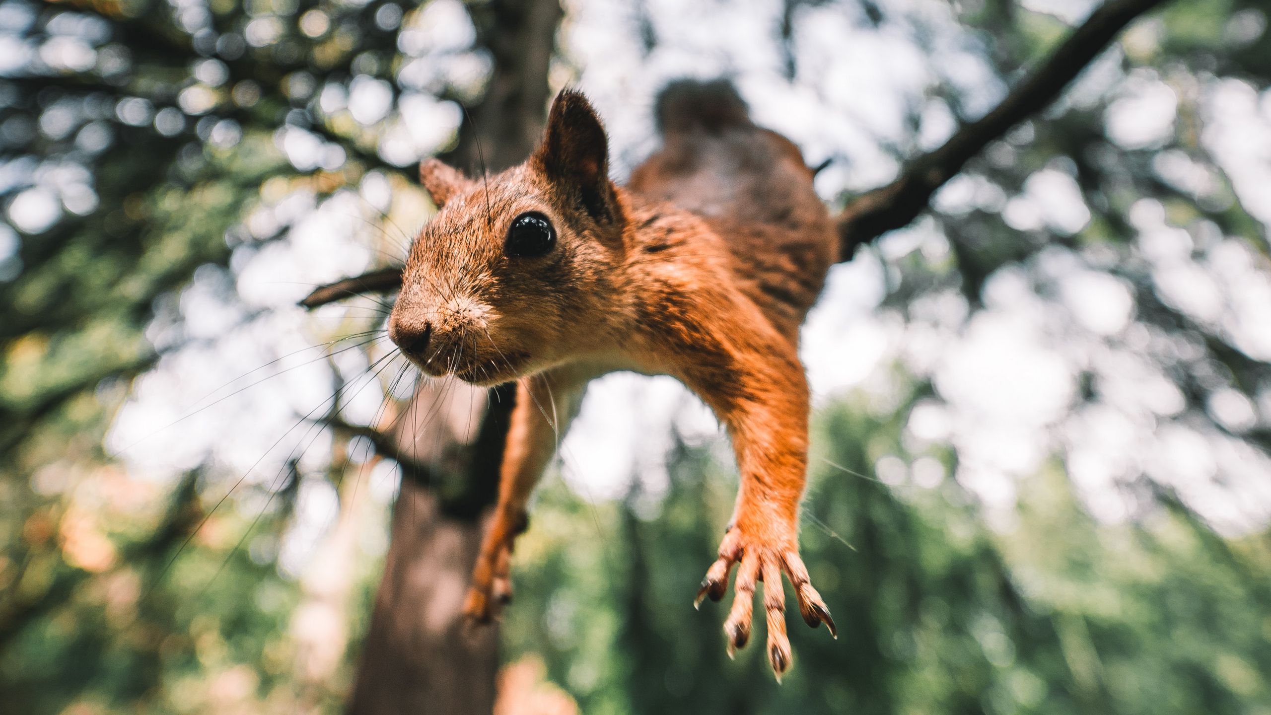 Download wallpaper 2560x1440 squirrel, rodent, funny, paws, jump widescreen  16:9 hd background