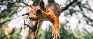 Preview wallpaper squirrel, rodent, funny, paws, jump