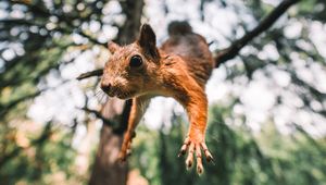 Preview wallpaper squirrel, rodent, funny, paws, jump