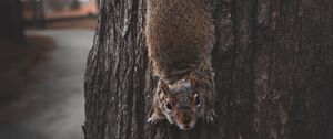 Preview wallpaper squirrel, rodent, funny, clever