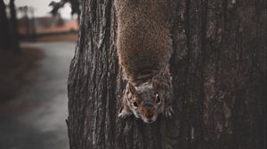 Preview wallpaper squirrel, rodent, funny, clever