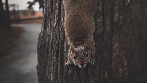 Preview wallpaper squirrel, rodent, funny, clever