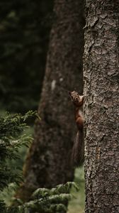 Preview wallpaper squirrel, rodent, funny, tree