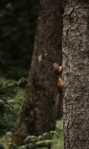 Preview wallpaper squirrel, rodent, funny, tree