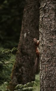 Preview wallpaper squirrel, rodent, funny, tree