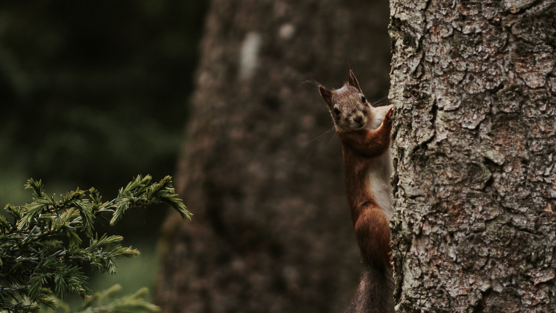 Download wallpaper 1920x1080 squirrel, rodent, funny, tree full hd