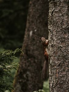 Preview wallpaper squirrel, rodent, funny, tree