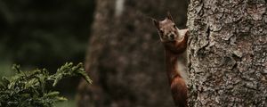 Preview wallpaper squirrel, rodent, funny, tree
