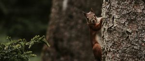 Preview wallpaper squirrel, rodent, funny, tree