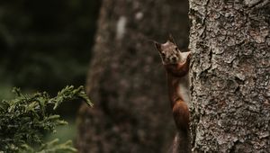 Preview wallpaper squirrel, rodent, funny, tree