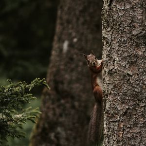 Preview wallpaper squirrel, rodent, funny, tree