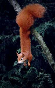 Preview wallpaper squirrel, rodent, funny, tree, animal