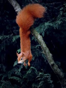 Preview wallpaper squirrel, rodent, funny, tree, animal