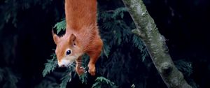 Preview wallpaper squirrel, rodent, funny, tree, animal
