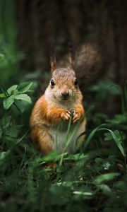Preview wallpaper squirrel, rodent, furry, animal