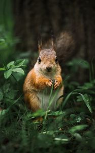 Preview wallpaper squirrel, rodent, furry, animal
