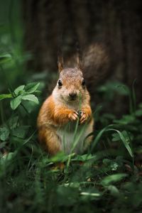 Preview wallpaper squirrel, rodent, furry, animal