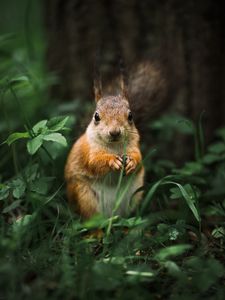 Preview wallpaper squirrel, rodent, furry, animal