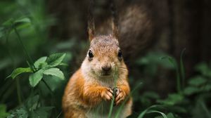 Preview wallpaper squirrel, rodent, furry, animal